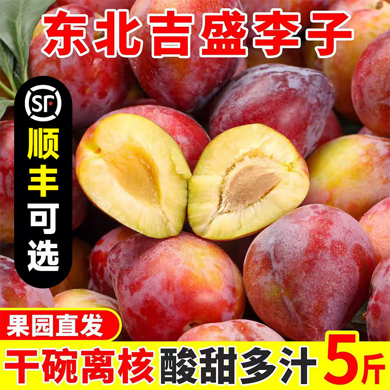 东北吉盛李子新鲜水果鸡心李子当季现摘现发干碗脱骨离核整箱包邮