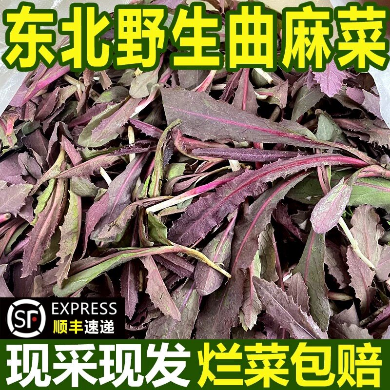 东北特产新鲜曲麻菜山野菜现挖山菜苗苦菜苦麻子野生曲菜顺丰包邮