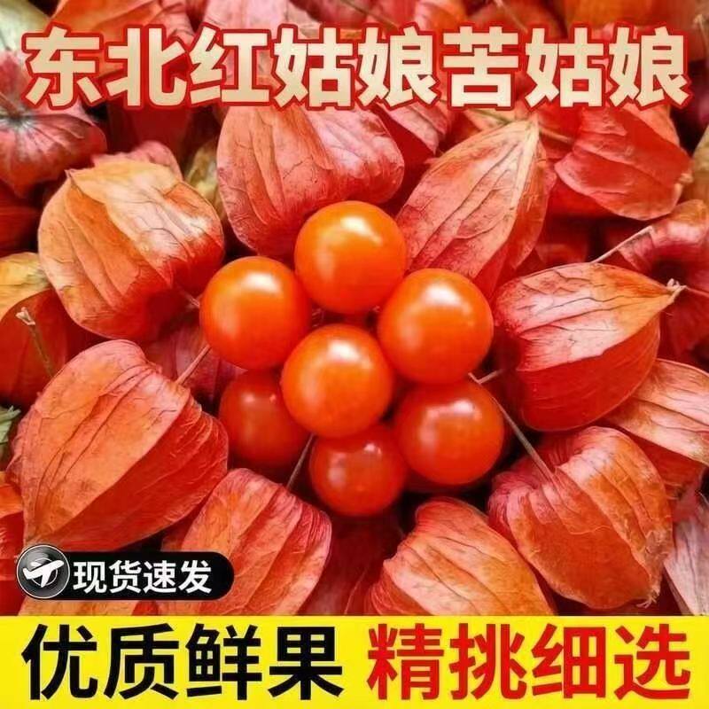 东北特产红姑娘果苦姑娘果新鲜现摘现发当季孕妇时令水果整箱包邮
