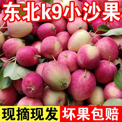 正宗东北特产K9沙果小苹果新鲜摘