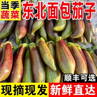 正宗东北面包茄子现摘现发花茄子新鲜蔬菜当季特产农家自种整箱邮
