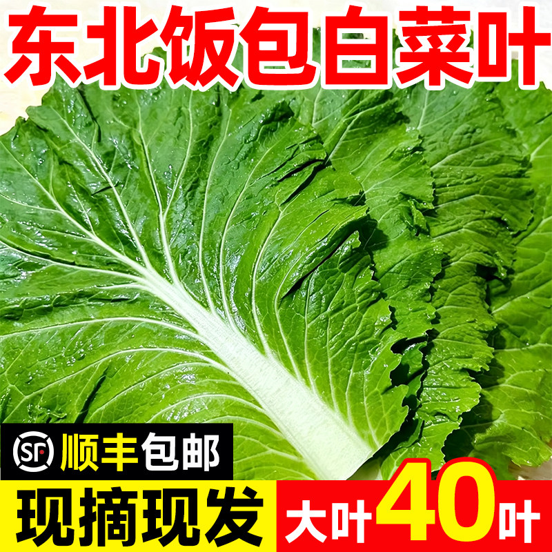 东北特产大白菜叶新鲜蔬菜当季现摘现发大饭包叶即食蘸酱顺丰包邮 - 实物图
