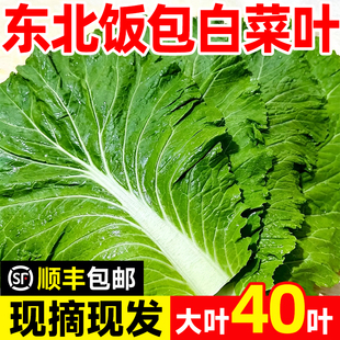 东北特产大白菜叶新鲜蔬菜当季现摘现发大饭包叶即食蘸酱顺丰包邮