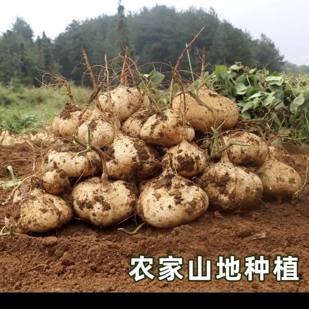 贵州特产新鲜现挖番薯沙葛