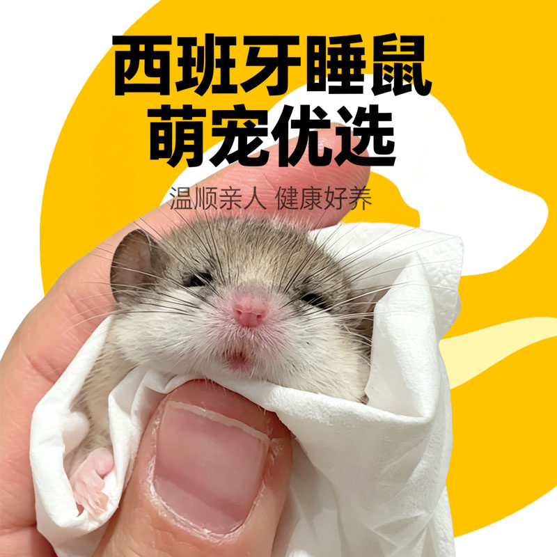 西班牙睡鼠幼崽活体小宠物鼠迷你拇指睡鼠宿舍好养宠物无毒爬宠