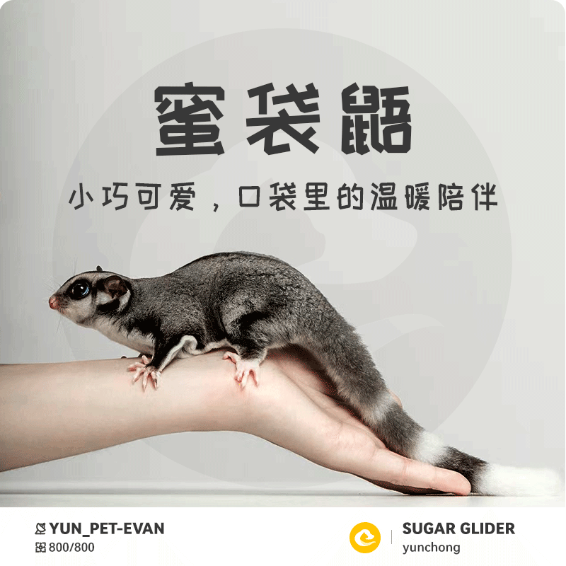 蜜袋鼯活宠幼体网红大眼日本小飞鼠会飞好养蜜袋鼬活物幼崽蜜袋