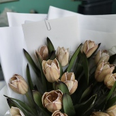 进口郁金香鲜花稀有午夜蓝表白送人花束情人节圣诞节家用瓶插 包邮