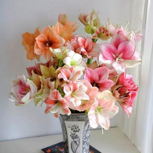 朱顶红鲜切童话蕾娜月神红狮