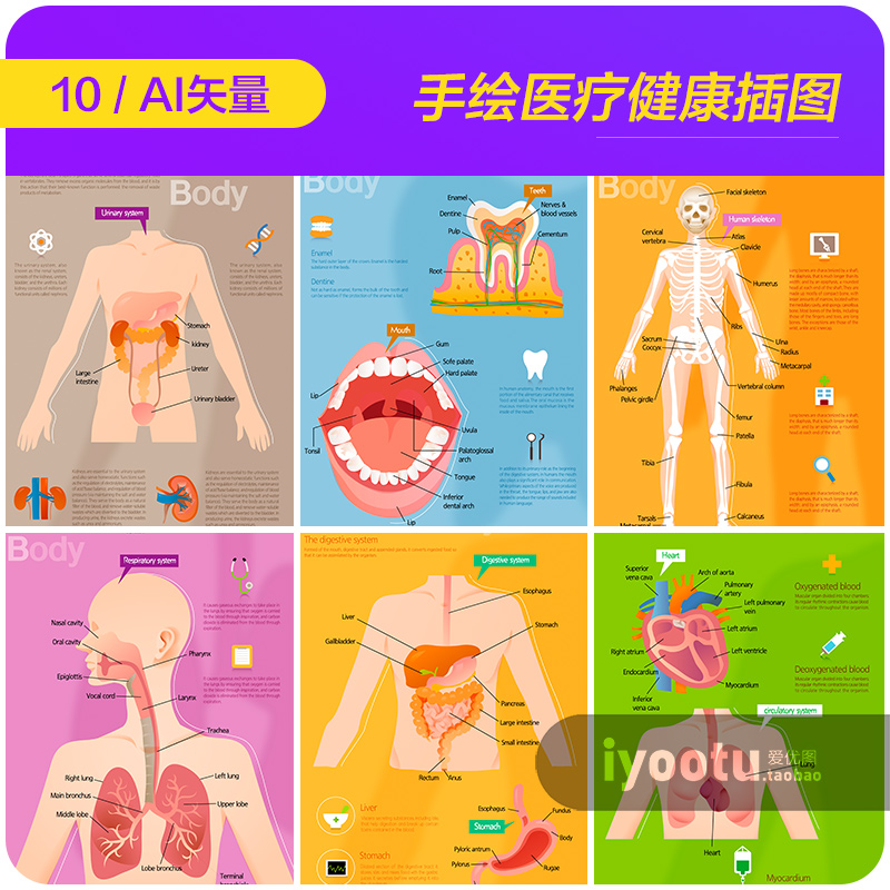 手绘医疗身体健康器官五脏六腑插图海报ai矢量设计素材模板980801