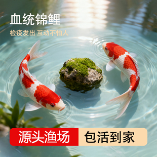纯种血统锦鲤鱼苗冷水淡水鱼苗观赏鱼金鱼可大型鱼好养耐活红锦鲤