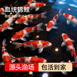 纯种血统锦鲤鱼苗冷水淡水鱼苗观赏鱼金鱼可大型鱼好养耐活红锦鲤