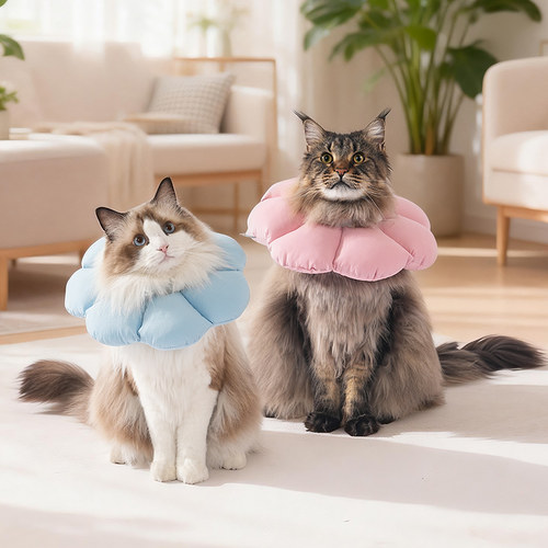 三只伴猫猫头套小猫伊丽莎白圈