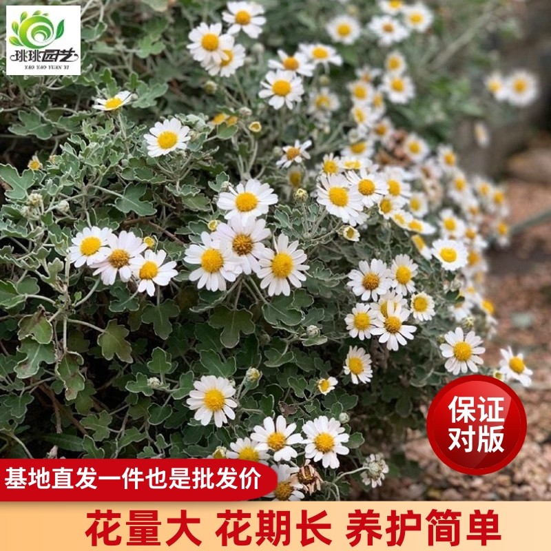 足褶野路菊盆栽花苗耐热耐寒蔓性花园阳台植物秋季花期花量大好养,鲜花速递/花卉仿真/绿植园艺,时令草本花卉,淘宝优惠券,粉丝福利购,淘宝优惠卷