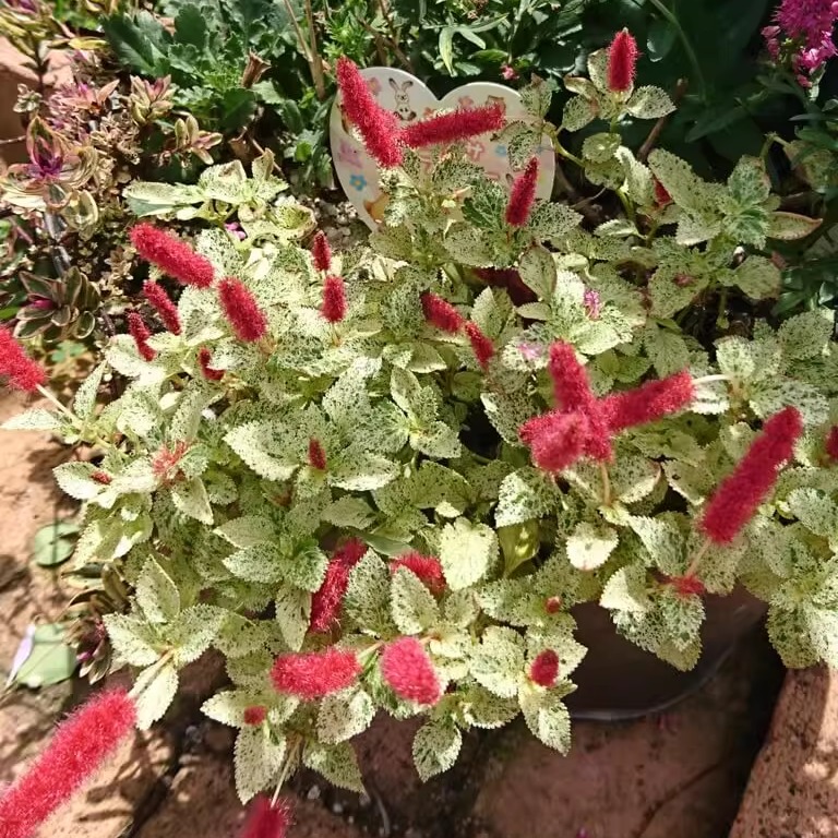 花叶猫尾苋盆栽耐热多年生观叶观花植物红缨穗状花朵带花发货