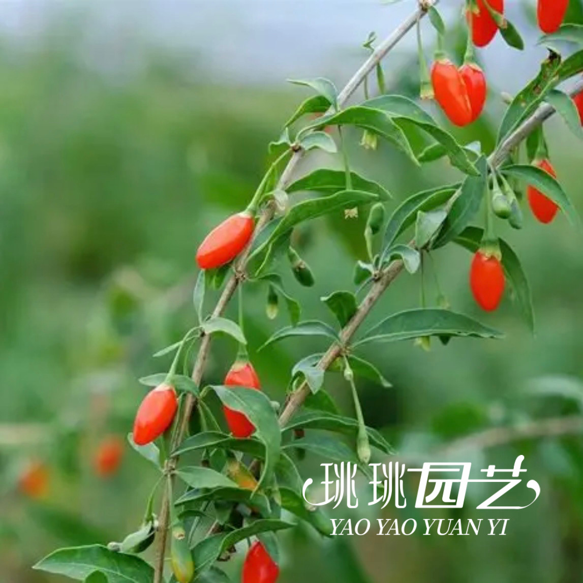 枸杞树苗盆栽地栽耐寒耐热多年生植物果叶可食用好养庭院花园观赏