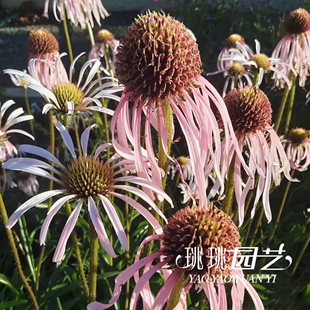 松果菊盆栽花苗草裙舞花园庭院耐热好养活宿根多年生盆栽阳台