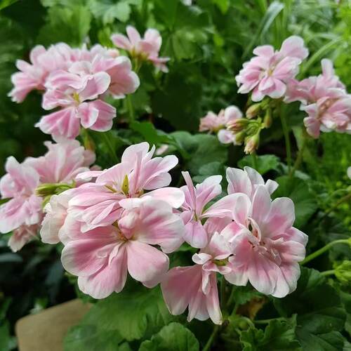 直立天竺葵花苗 童话故事 室内阳台四季庭院开花盆栽花卉植物