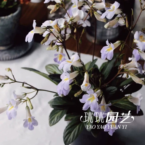 珧珧园艺耐热爆花推荐皮草花报春苣苔多年生耐旱室内阳台植物