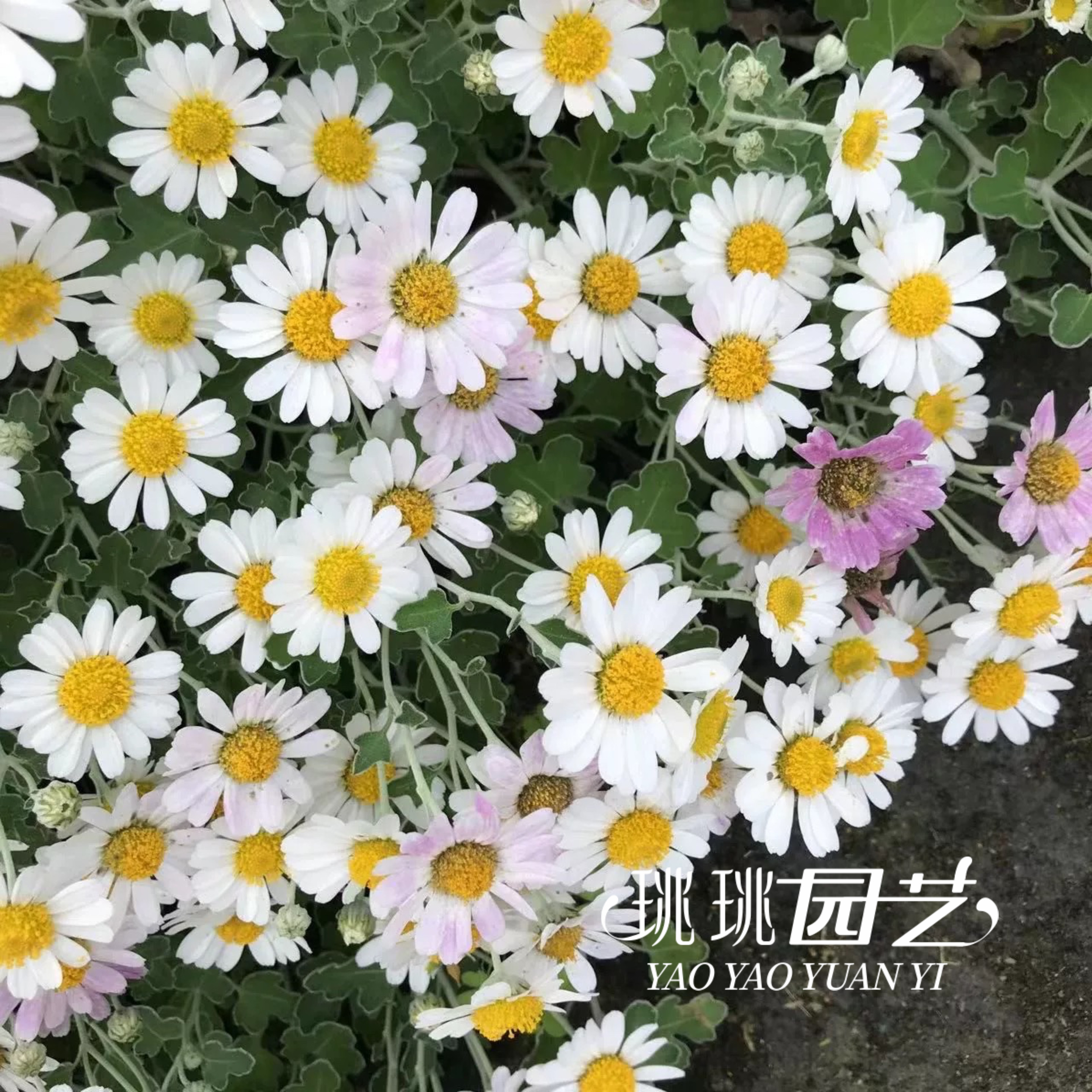 足摺野路菊带花盆栽小雏菊花苗花园植物耐寒庭院阳台花卉带花苞