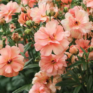 进口一代球蝴蝶花毛茛洋牡丹花苗盆栽耐寒阳台盆栽球根花卉