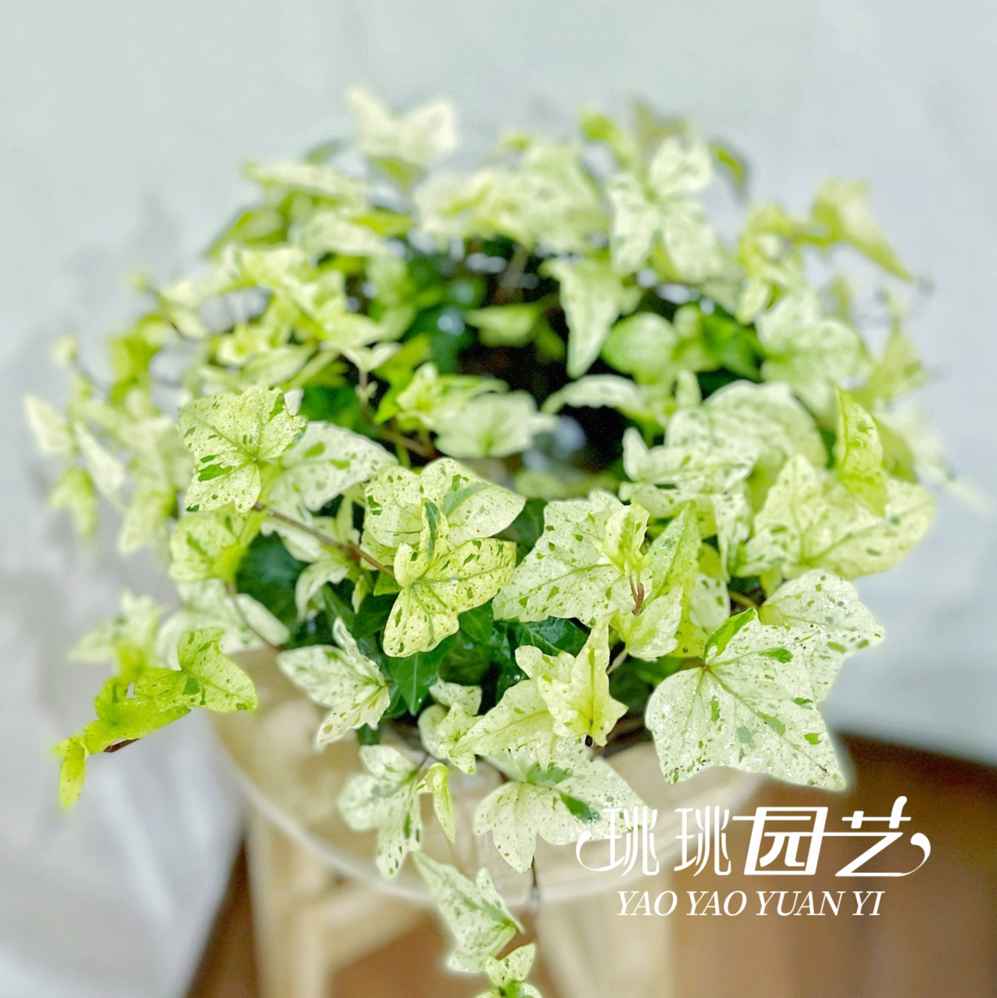 常春藤盆栽耐荫室内绿植多品种常绿常青随种植温度变色美观,鲜花速递/花卉仿真/绿植园艺,绿植,淘宝优惠券,粉丝福利购,淘宝优惠卷