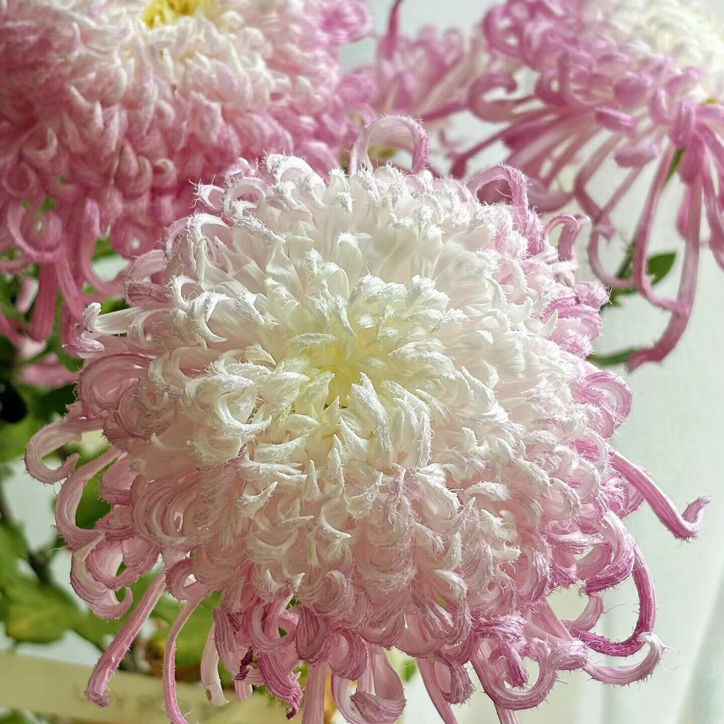 多品种国菊盆栽苗秋日开花阳台庭院案头兼六淡鹅毛粉黛观赏菊花