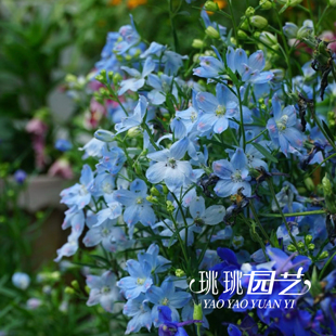 珧珧园艺小花飞燕草花苗高杆铂金蓝深海花期长耐寒花园阳台花卉