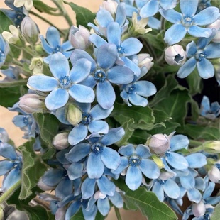 珧珧园艺蓝星花圆瓣尖瓣木蓝色花苗盆栽阳台花园网红耐热耐寒花卉