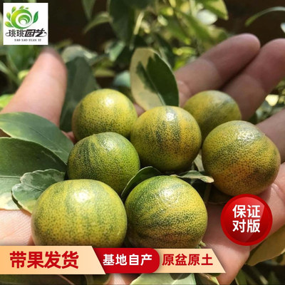 花叶小青柠树苗柠檬树果树盆栽
