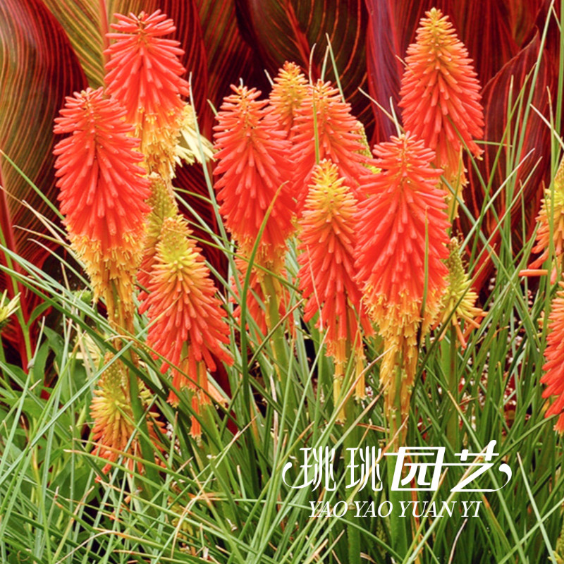 火炬花木瓜棒冰花苗耐热耐晒夏季花园花境植物多年生宿根花卉