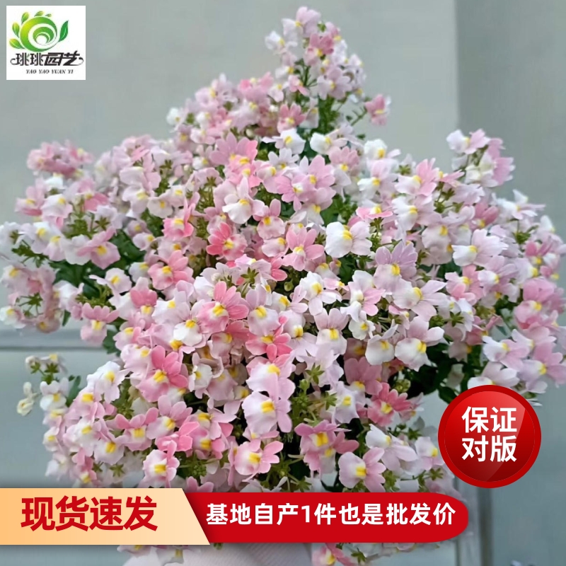 龙面花盆栽花苗花期长花量大好养阳台花园庭院耐寒花卉爆花神器