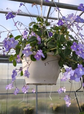 耐荫耐热夏季室内垂吊花卉海豚花苗蓝色白色多年生新手好养易爆盆