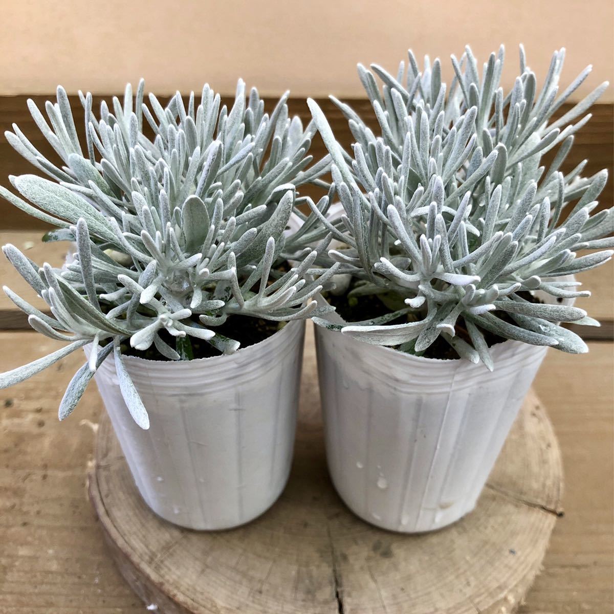 多年生宿根冰锥蜡菊银叶雪叶毛茸茸触感耐寒耐热适应性强美观