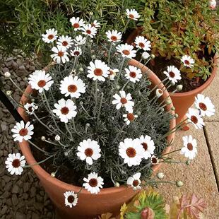 爆盆机器摩洛哥雏菊非洲之眼菊盆栽纯洁白色花苗清新自然花卉