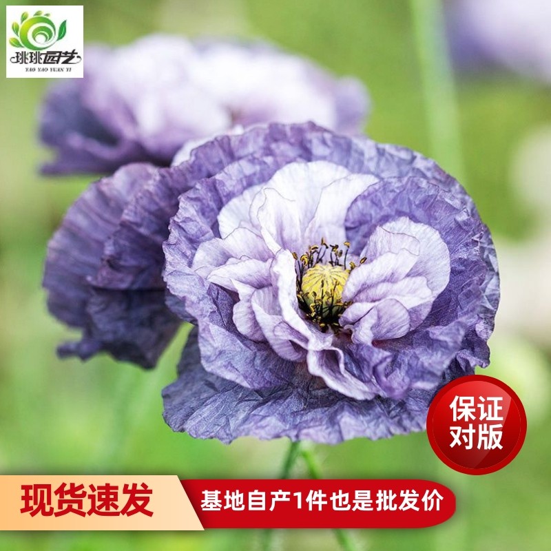 重瓣虞美人花苗盆栽庭院阳台花卉植物耐寒雪莉灰天使合唱团珍珠母