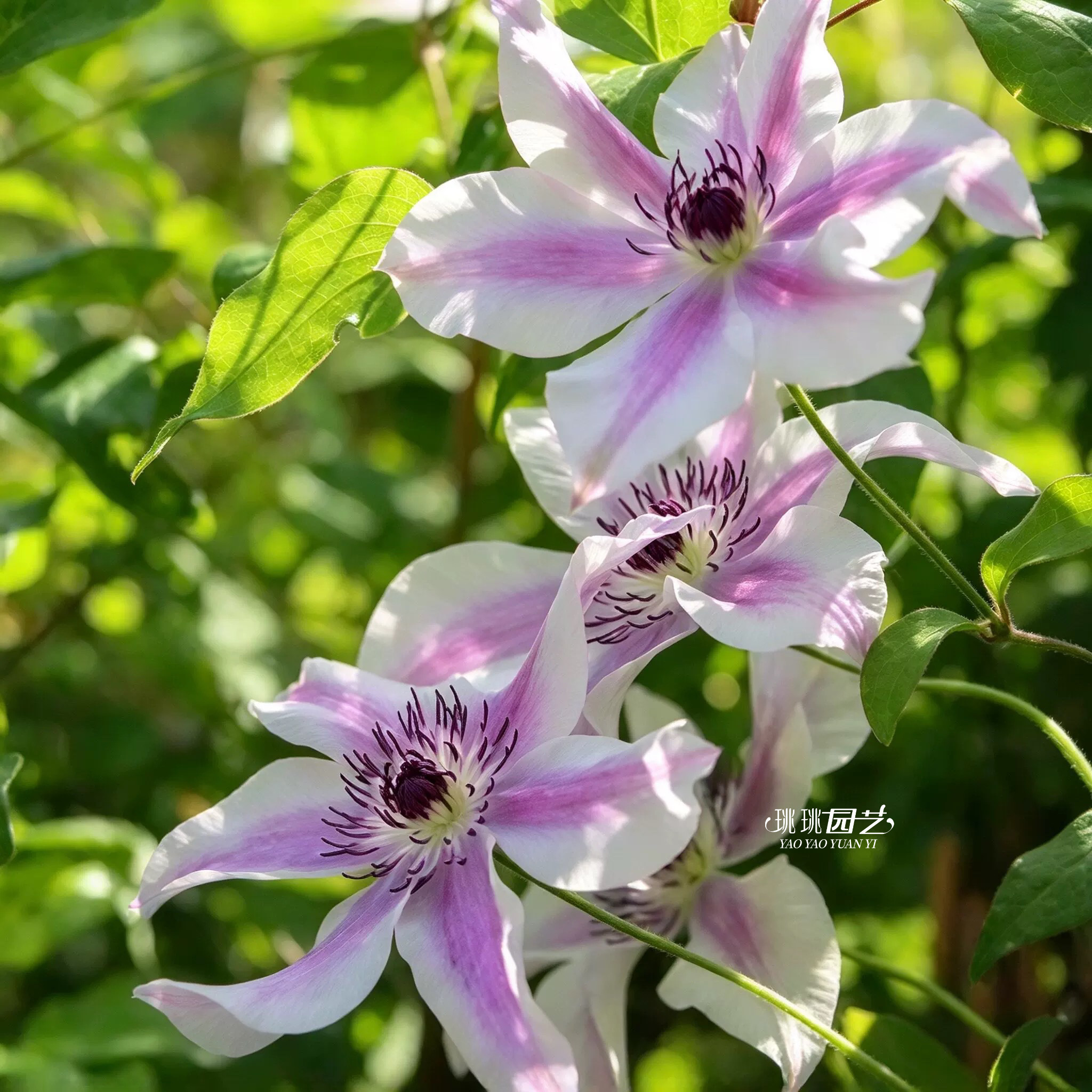铁线莲美好祝福Best Wishes｜星形花F系强健耐热三类重剪阳台花墙