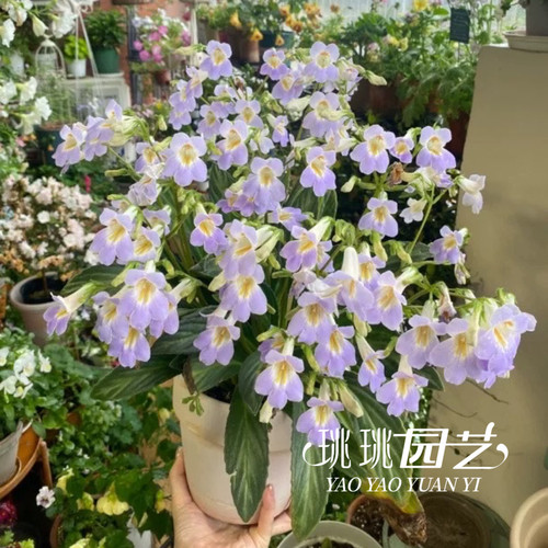 苦苣苔皮草花卉盆栽耐阴耐热花