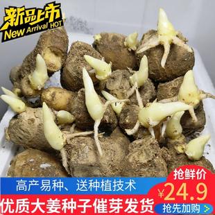 生姜种子 山东大姜种带芽生姜苗 生姜种子已催芽山东山农1号大姜