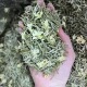 茉莉花茶2025新茶叶特级浓香散装 兰雪蜀茗润飘雪花茶50g
