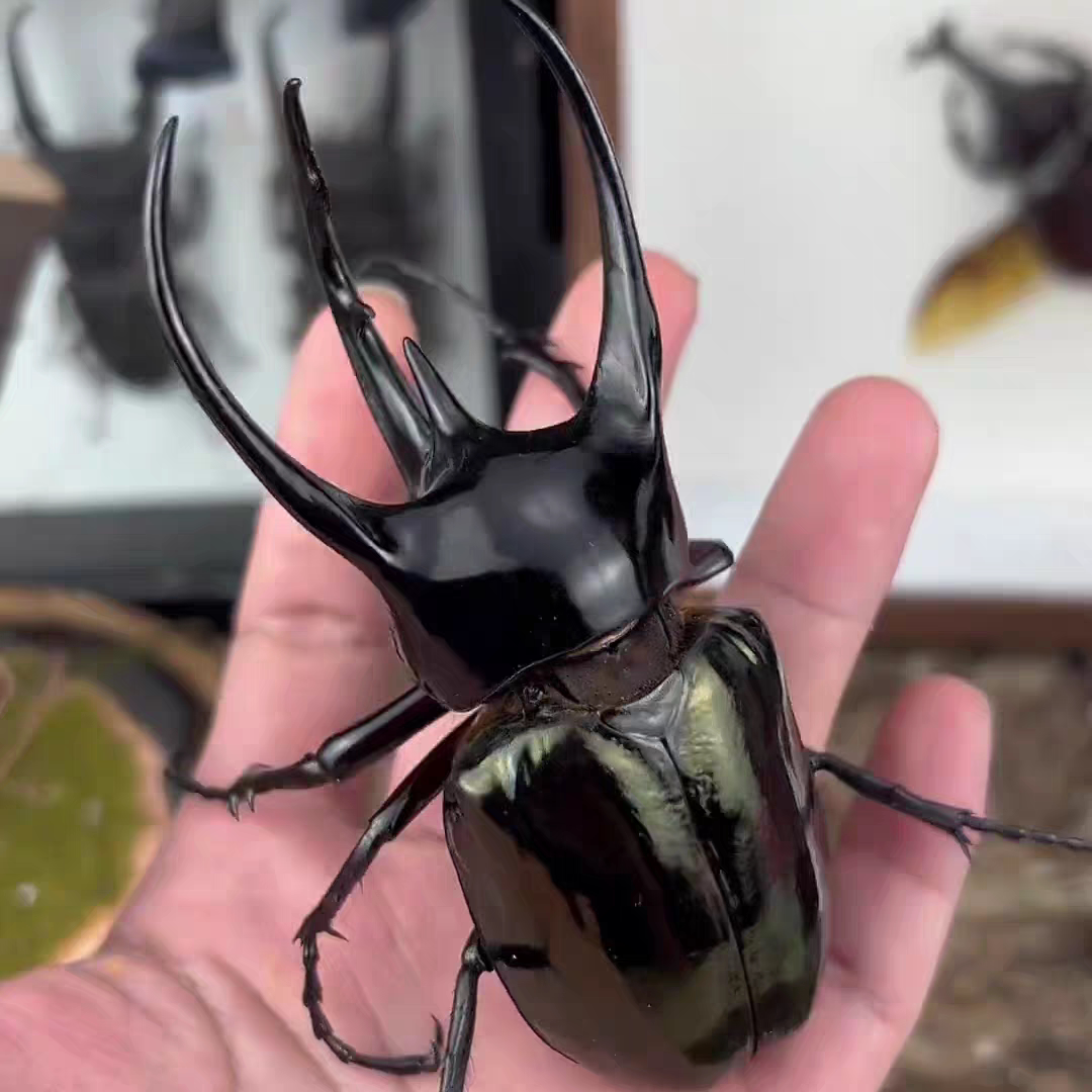 南洋大兜虫甲虫活体昆虫活体宠物活物甲虫活体宠物活物甲虫活体