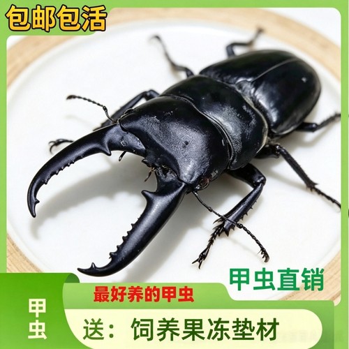 中华大扁锹锹形虫宠物甲虫成虫好养科普昆虫活体新虫温顺可爱姬兜