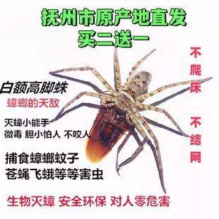 白额高脚蛛蜘蛛吃蟑螂灭杀小强蚊虫宠物害虫天敌防治蟑螂神器克星