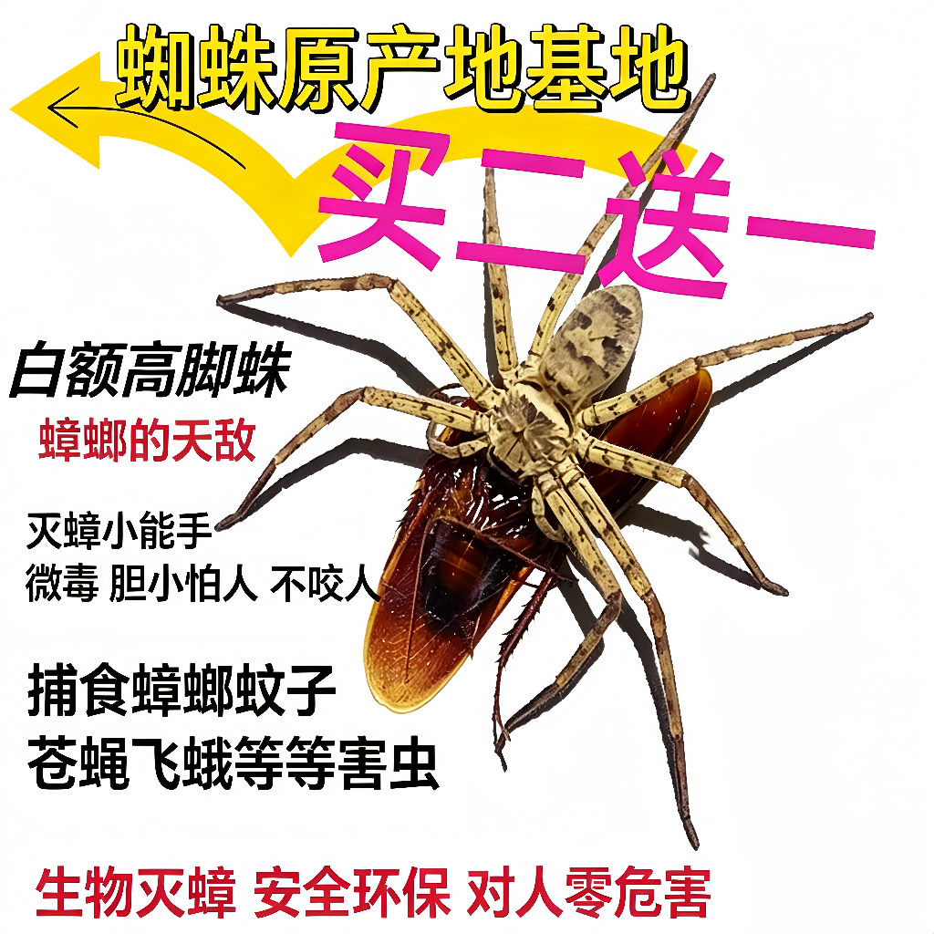白额高脚蛛蜘蛛吃蟑螂灭杀小强蚊虫宠物害虫天敌防治蟑螂神器克星
