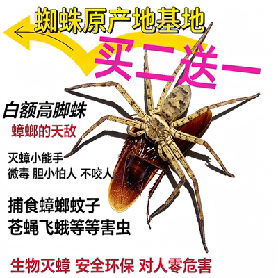 白额高脚蛛活体宠物蜘蛛抓蟑螂神器网红蜘蛛抓蟑螂灭小强吃蚊虫