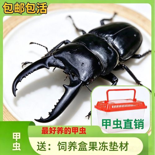 中华大扁锹锹形虫宠物甲虫成虫好养科普昆虫活体新虫温顺可爱姬兜