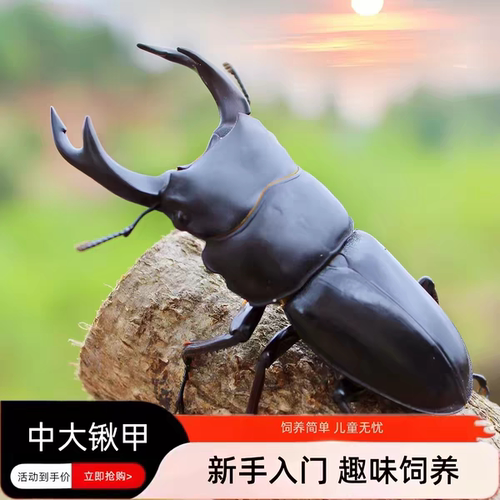 中国大锹成虫活虫幼虫宠物甲虫饲养盒套餐科普昆虫活体锹甲独角仙