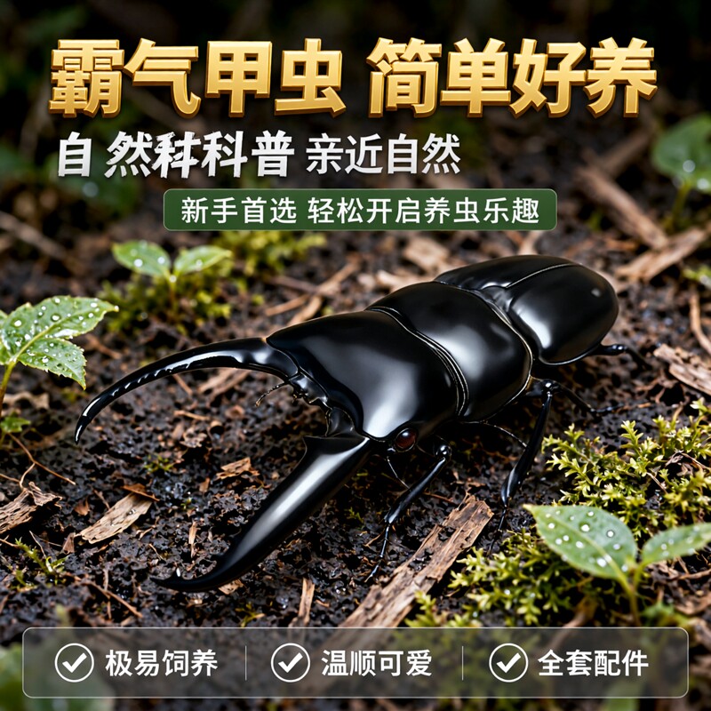 中华大扁锹锹形虫宠物甲虫成虫好养科普昆虫活体新虫温顺可爱姬兜