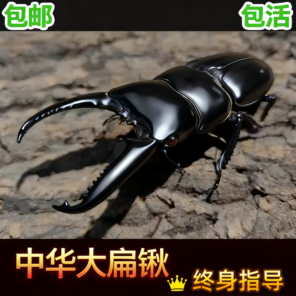 中华大扁锹甲虫成虫宠物活体昆虫巨型夹子虫爬虫好斗锹形虫,宠物/宠物食品及用品,甲虫,淘宝优惠券,粉丝福利购,淘宝优惠卷