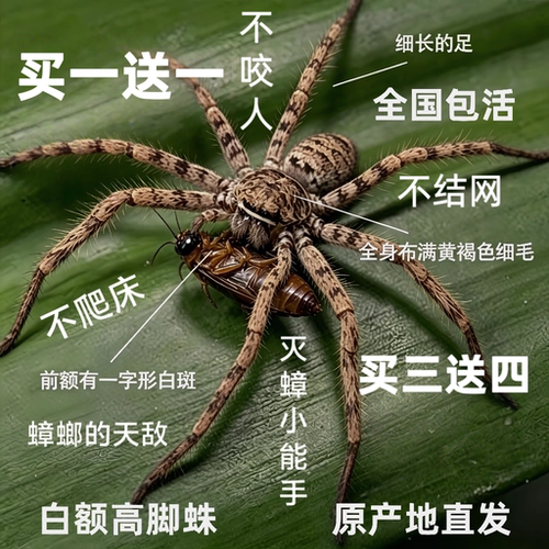 白额高脚蛛灭蟑螂蚊活体