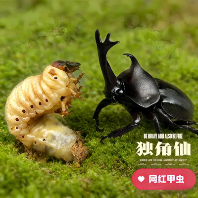 独角仙甲虫宠物成虫幼虫姬兜爬虫巨型超大个体兜虫花金龟活体锹甲